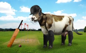 Cow and cricket_Forward Press