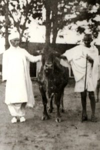 gandhi-and-malaviya-with-a-cow